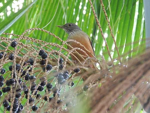 Fauna e agrofloresta
