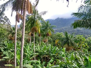 Agroflorestas no litoral norte/RS