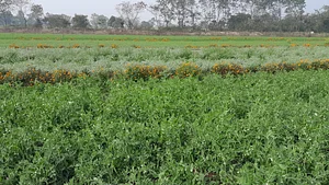 Test field intercropping (2)
