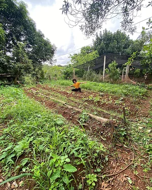 Agroecologia Capim Limão 6