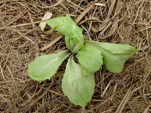 Agroecologia Capim Limão 8
