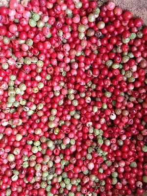 Agroecologia Capim Limão 2