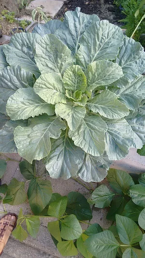 Agrofloresta Caminho 6