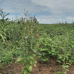 EFA Jaguaribana Zé Maria do Tomé Plantação