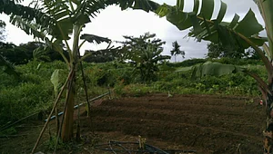Núcleo de Agroecologia e Campesinato 2