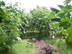Agrofloresta NHEENGATU 1