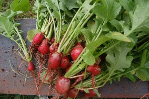 Agrofloresta NHEENGATU 3