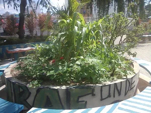 Roça de Rua 4