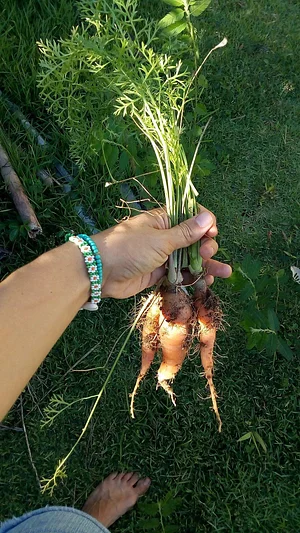 Horta Na Morada da UFF 1