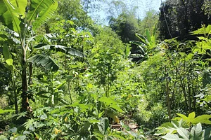 Horta Na Morada da UFF 2