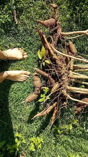 Horta Na Morada da UFF 5