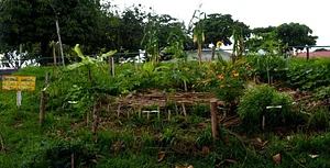 Agrofloresta Coletiva Praça do pistão 2