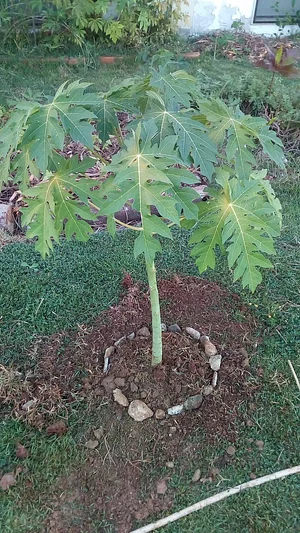 Horta Na Morada da UFF 6