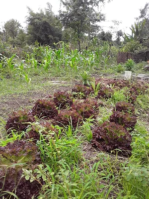 Horta Na Morada da UFF 8