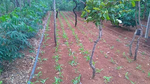 Photo milho cultivado em faixa com canteiros de SAF