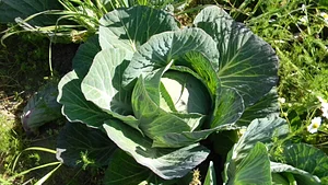 Catedra de Agroecología La Plata 2