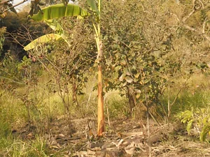 GEISA 1