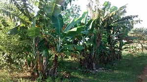 Fuê simples natural 5