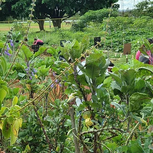 Horta Comunitário no Guará QI 10