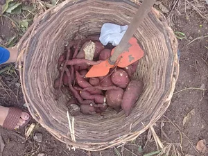 Batata Doce Horta