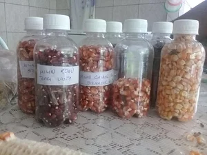 Sementes de Parceiros