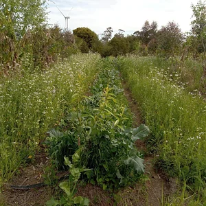 Sítio Agroflorestal Jardim das Acácias 3