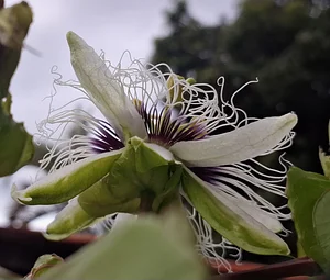 Passion fruit flower