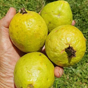 Horta Comunitário no Guará QI 10