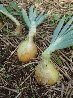 Photo Bulbos de cebola em sistema orgânico na fase de colheita