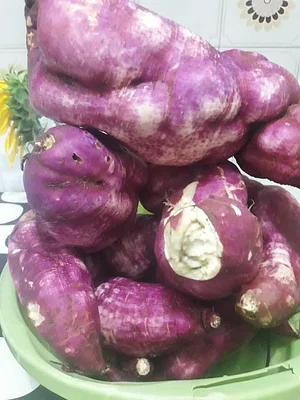 Batata Doce da Horta