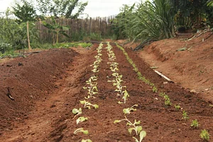 Agrofloresta Yebá 2