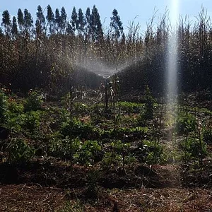 Agrofloresta Primavesi 2