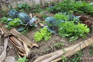 Agrofloresta Siliprandi 1