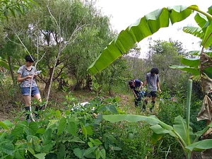 Agrofloresta Primavesi 1