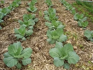 Experiência Sociopaisagística Agroecológica do Laboratório Vivo e Experimental da Govz