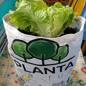 Hortas Urbanas da Planta na Rua RJ 1