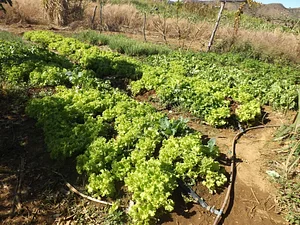 Rede Pouso Alto Agroecologia 1