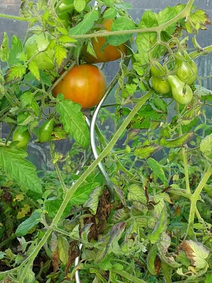 Essaimances 1