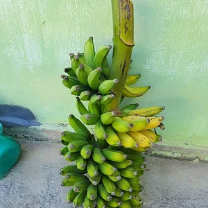 Photo Banana Agrofloresta Terra Prometida