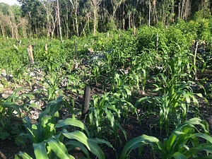 Agricultura Regenerativa En la Antigua Granja Maya 3