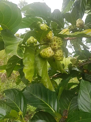 Agricultura Regenerativa En la Antigua Granja Maya 5