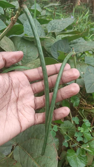 Wild green beans