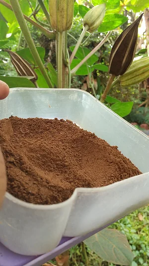 Photo Organic okra plantation with its products okra powder