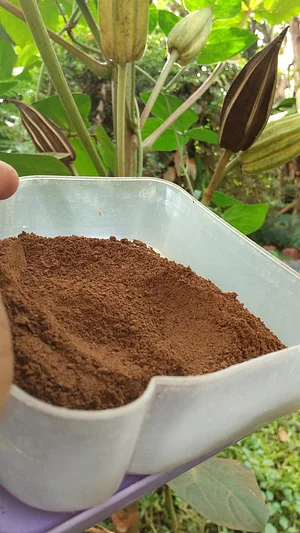 Organic okra plantation with its products okra powder