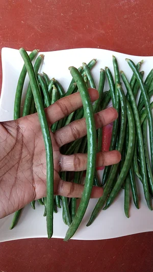 Photo Wild green beans is good and organic okra is more good when i dried seeds and roast it and make okra coffee