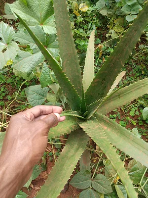 Photo Aloe Vera is a great herbal medicine for all time