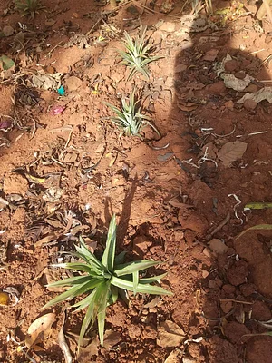 I did plant them separately so that it can grow faster and healthy