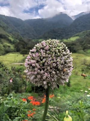Agroecologia / Abrazo Del Bosque 1