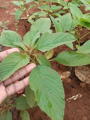 Amaranth golden giant