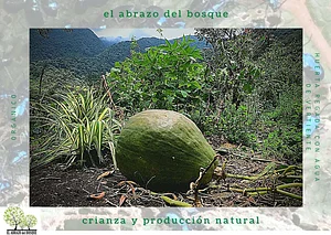 Agroecologia / Abrazo Del Bosque 4
